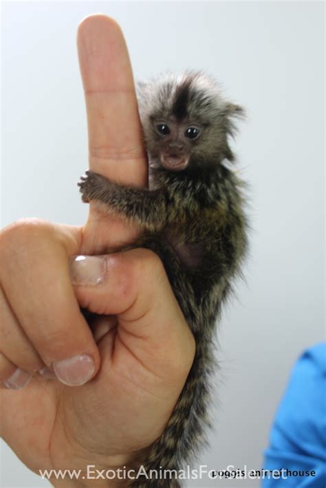 Finger Monkey For Sale (Breeders List and Buying Guide) By Gurpreet / Sale, Animals Finger monkeys, often called Zaris, belongs to the Callitrichidae family. They are exotic …